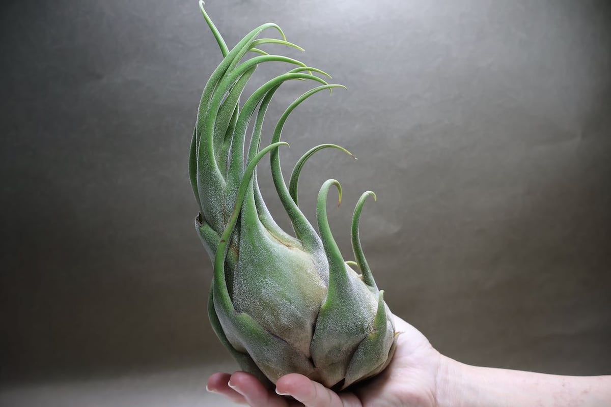 セレリアナ XL size 30号 | air-plants TENGU-DO