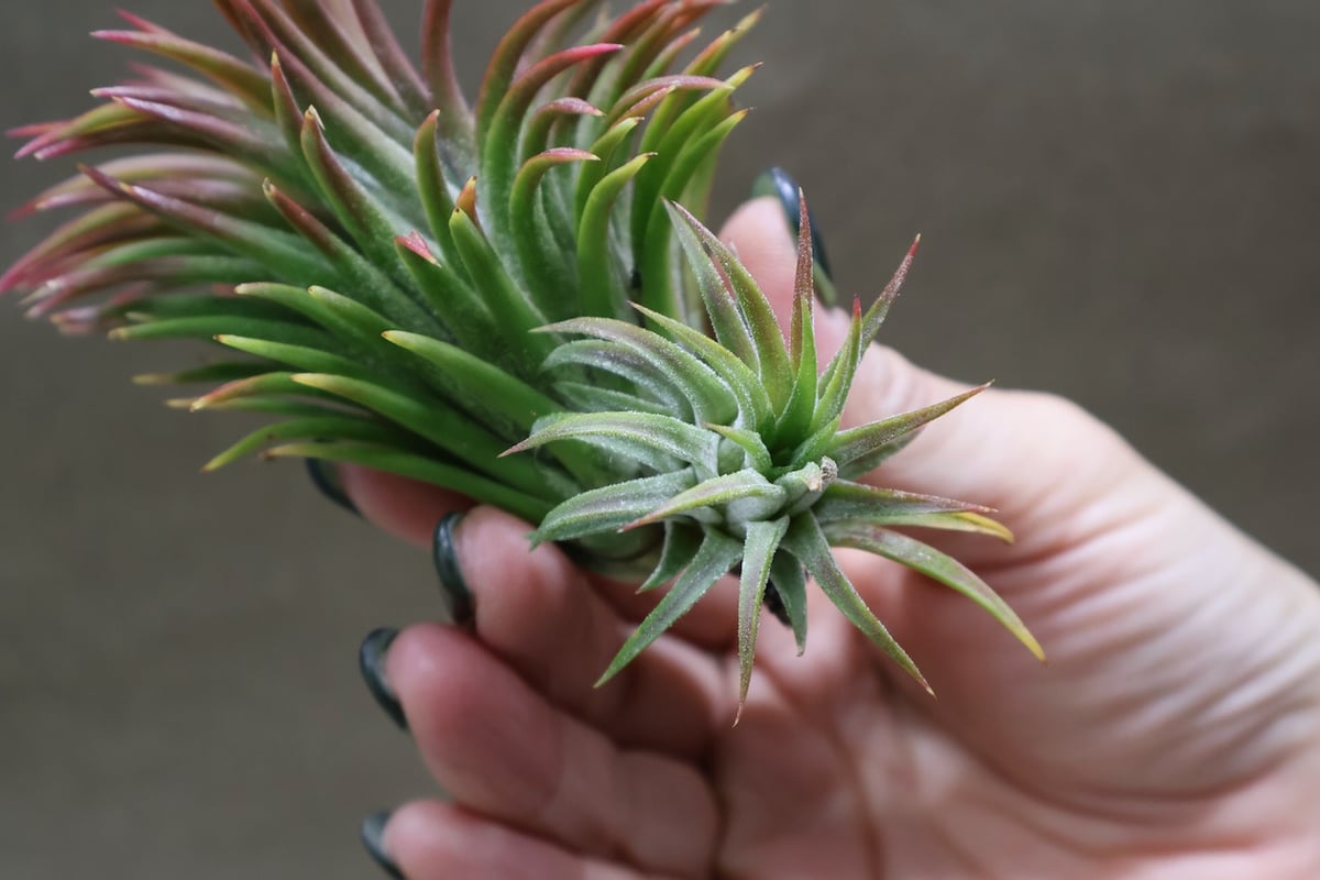イオナンタ ウアメルラ 66号 | air-plants TENGU-DO