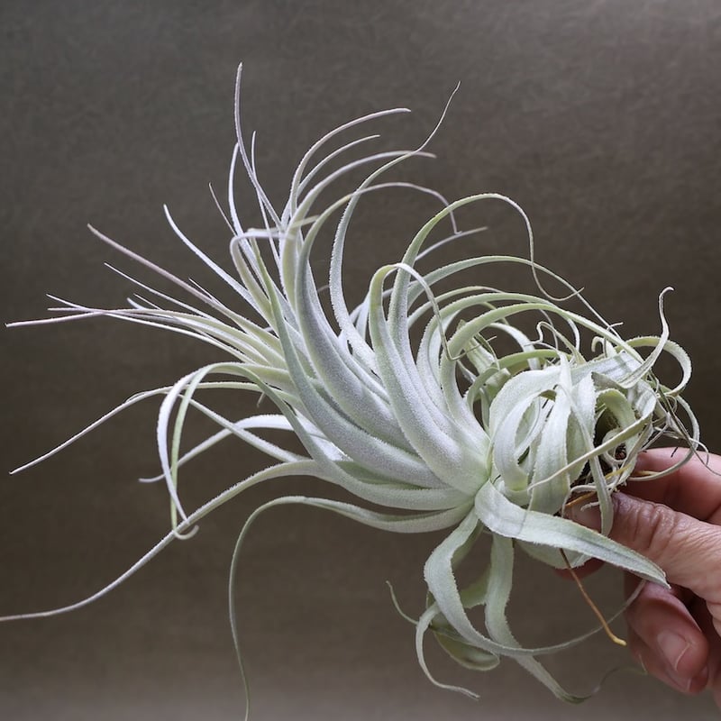 チャペウエンシス チュリフォルミス 03号 | air-plants TENGU-DO