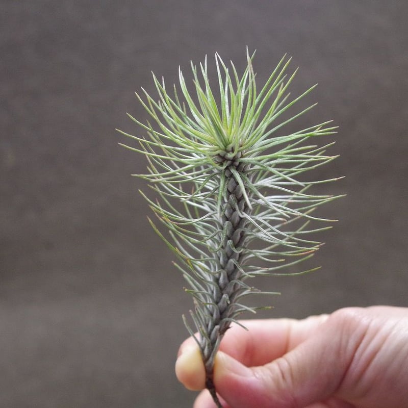 フンキアナ レクルビフォリア | air-plants TENGU-DO