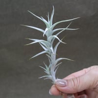 レアジュエル（フンキアナ xイオナンタストリクタ ）01号 | air-plants