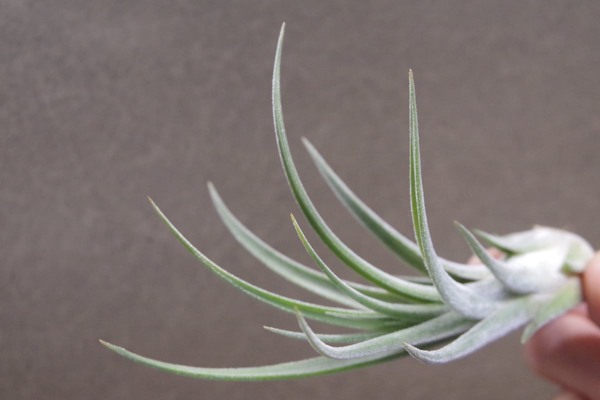 チランジア キューティーパイ Tillandsia Cutie Pie チランジア