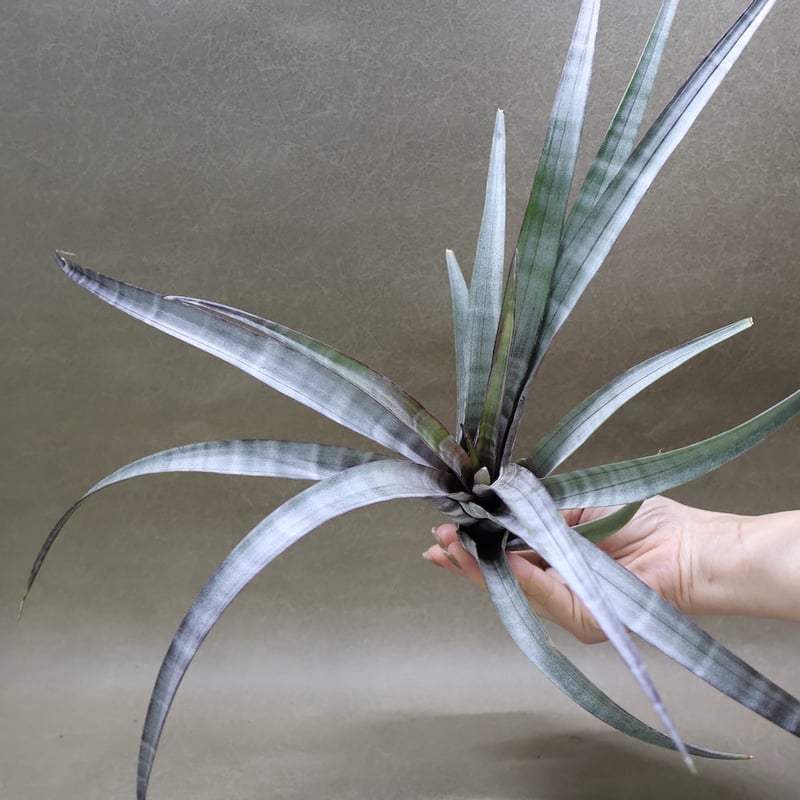 ヒルダエ 57号 | air-plants TENGU-DO