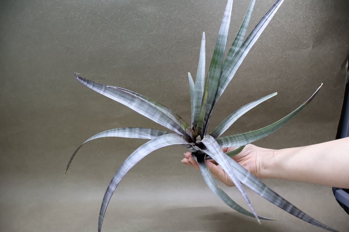 【現品】チランジア・ヒルダエ 　ティランジア・ヒルダエ　７号　P7番 ヒルダエ 57号 | air-plants TENGU-DO