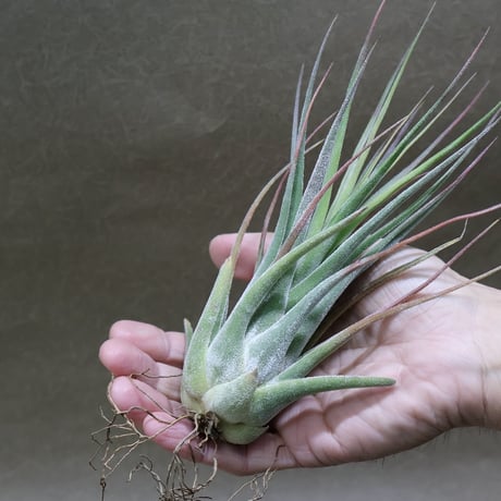 CATEGORY 品種名：Q/R/S/T | air-plants TENGU-DO