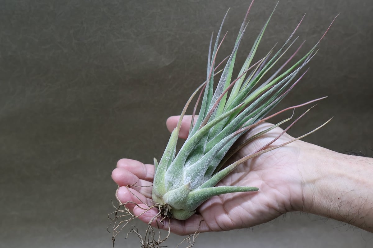 セレリアナ ハイブリッド 30号 | air-plants TENGU-DO