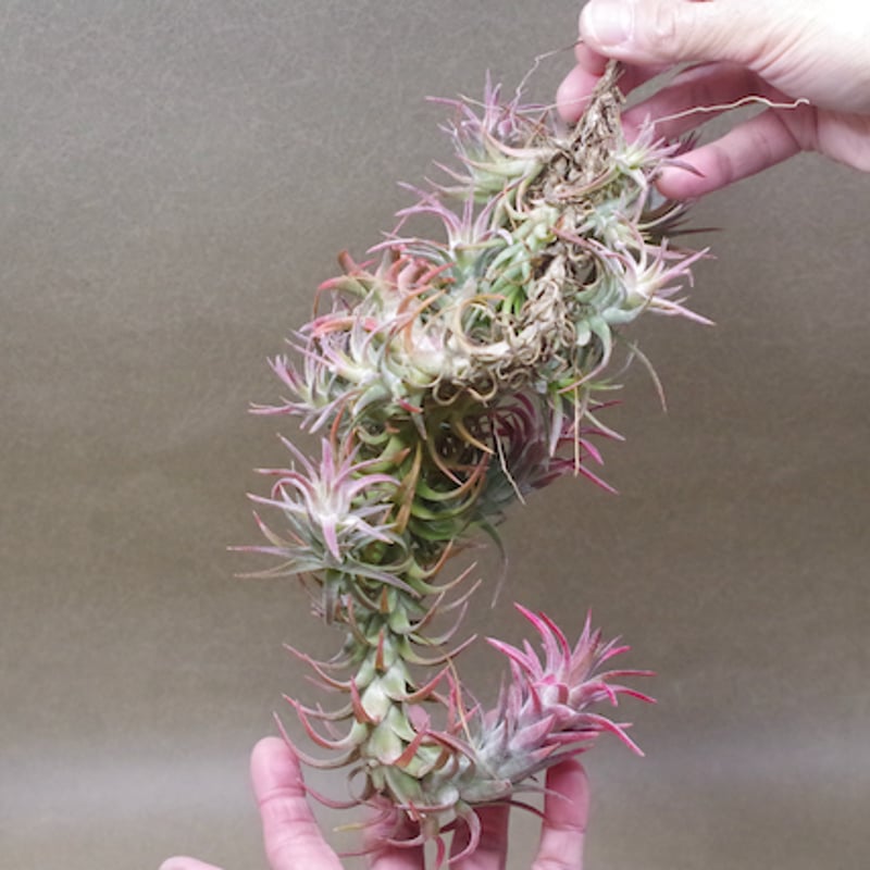 イオナンタ バンハイニンギー クランプ 09号 | air-plants TENGU-DO