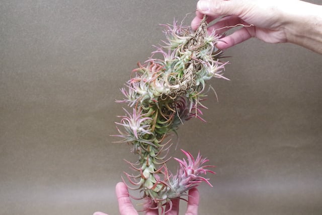 イオナンタ バンハイニンギー クランプ 09号 | air-plants TENGU-DO