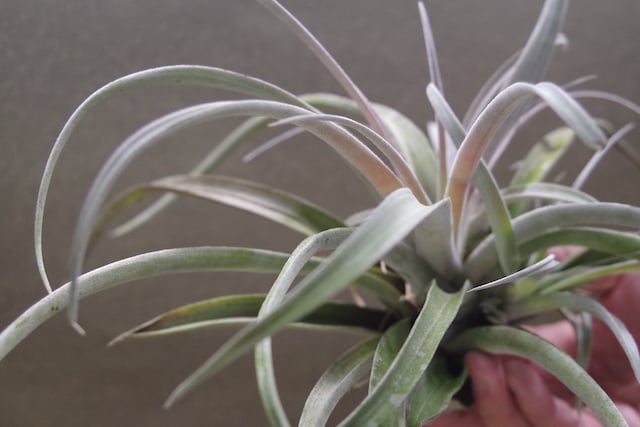 チアペンシス Lサイズ 09号 | air-plants TENGU-DO