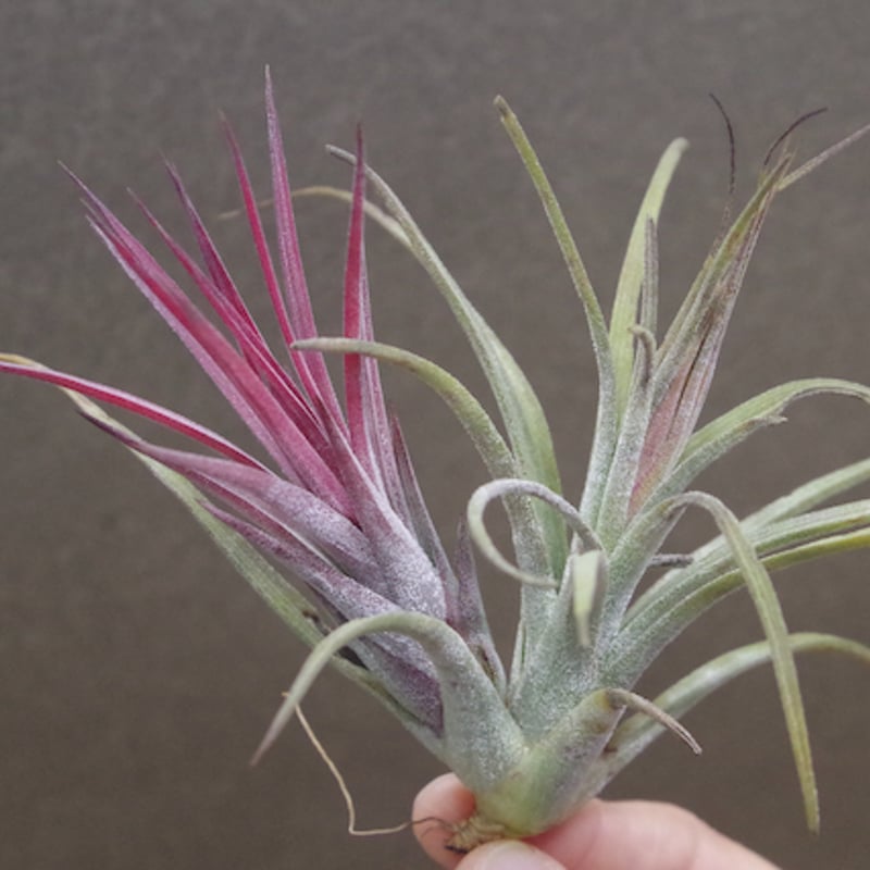 シーディアナ×イオナンタストリクタ 06号 | air-plants TENGU-DO