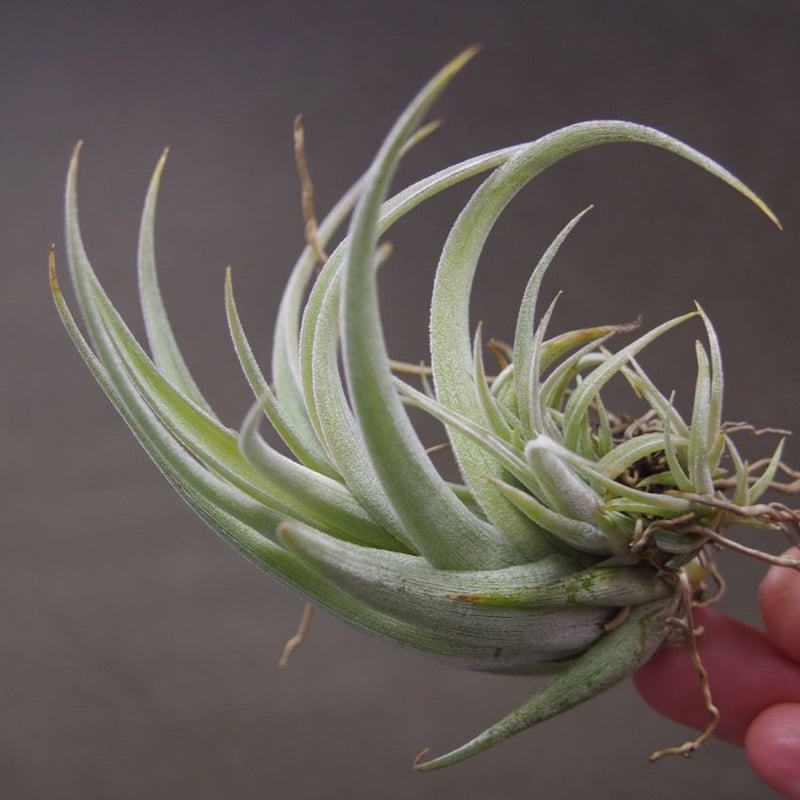 購入不可 チランジア カルビンスキアーナ(クランプ) 初入荷❗ カルビンスキアーナ 10号 | air-plants TENGU-DO