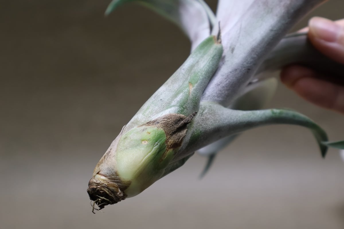 ココナッツグローブ（ チアペンシス × カピタータレッド ) 14号