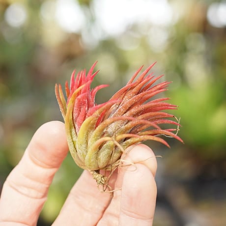 air-plants TENGU-DO