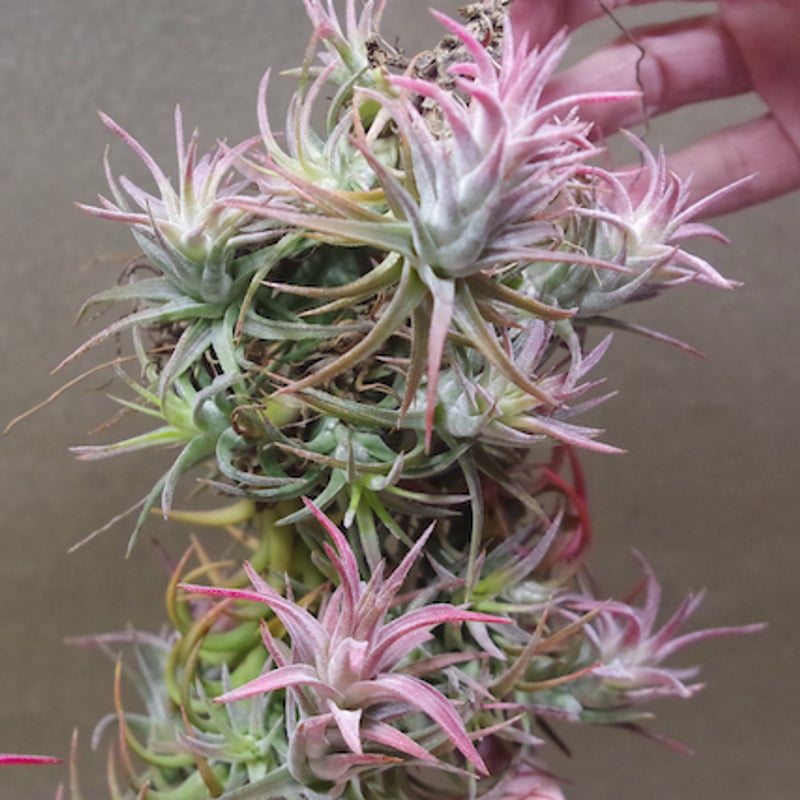 イオナンタ バンハイニンギー クランプ 09号 | air-plants TENGU-DO