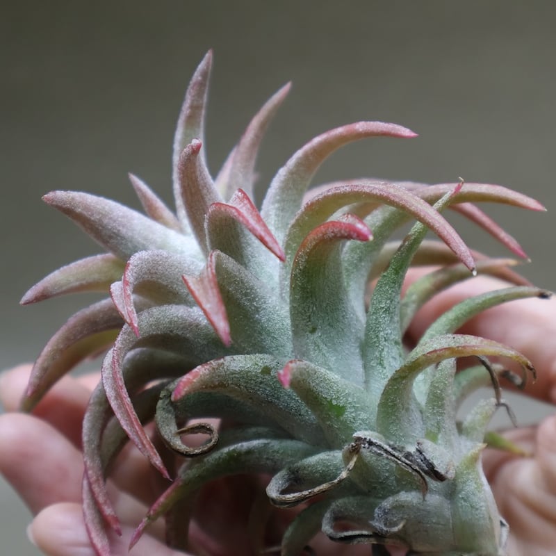 Ionantha vanhyningii 斑入り イオナンタ バンハイニンギー Amazon｜(現品) チランジア イオナンタ バンハイニンギー 斑入り