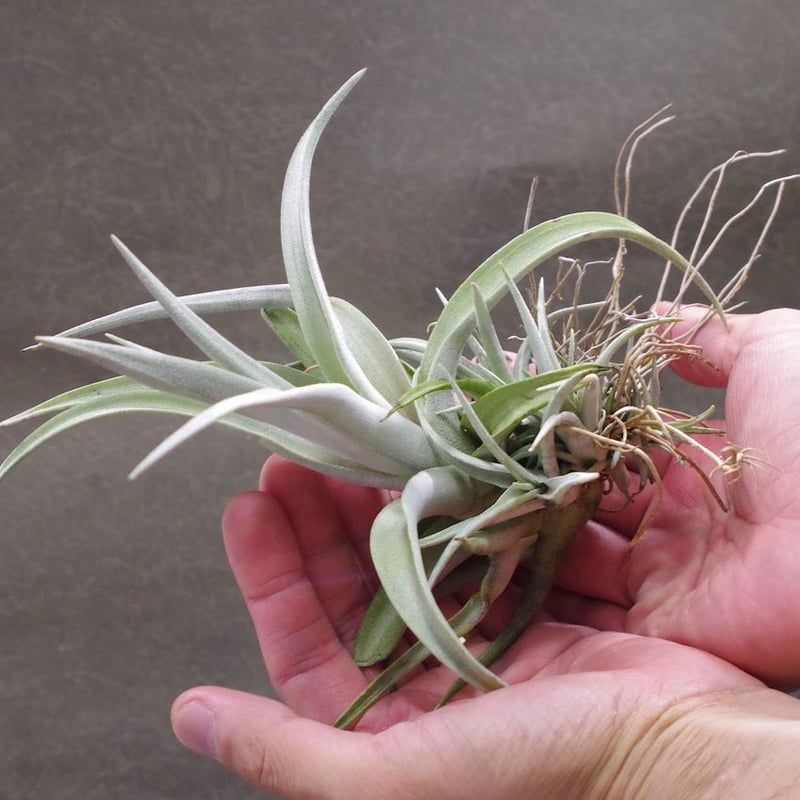 シャッツリー 10号 | air-plants TENGU-DO