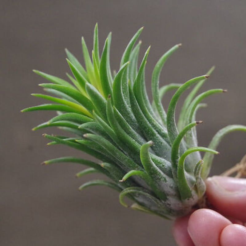 イオナンタ ロン 07号 | air-plants TENGU-DO