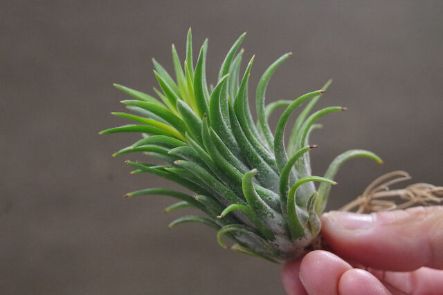 イオナンタ　ロン　レインフォレスト イオナンタ ロン レインフォレスト Tillandsia ionantha Ron