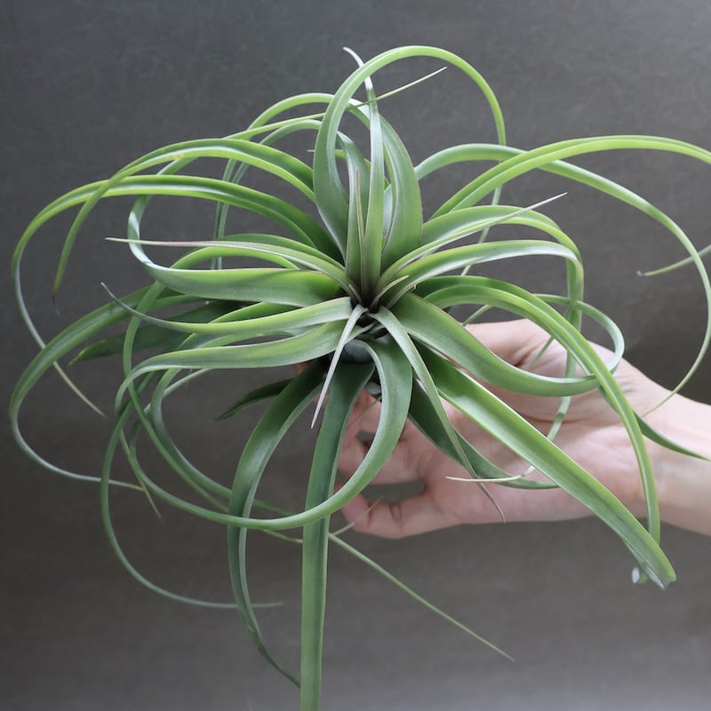 コンコロール×ストレプトフィラ 16号 | air-plants TENGU-DO