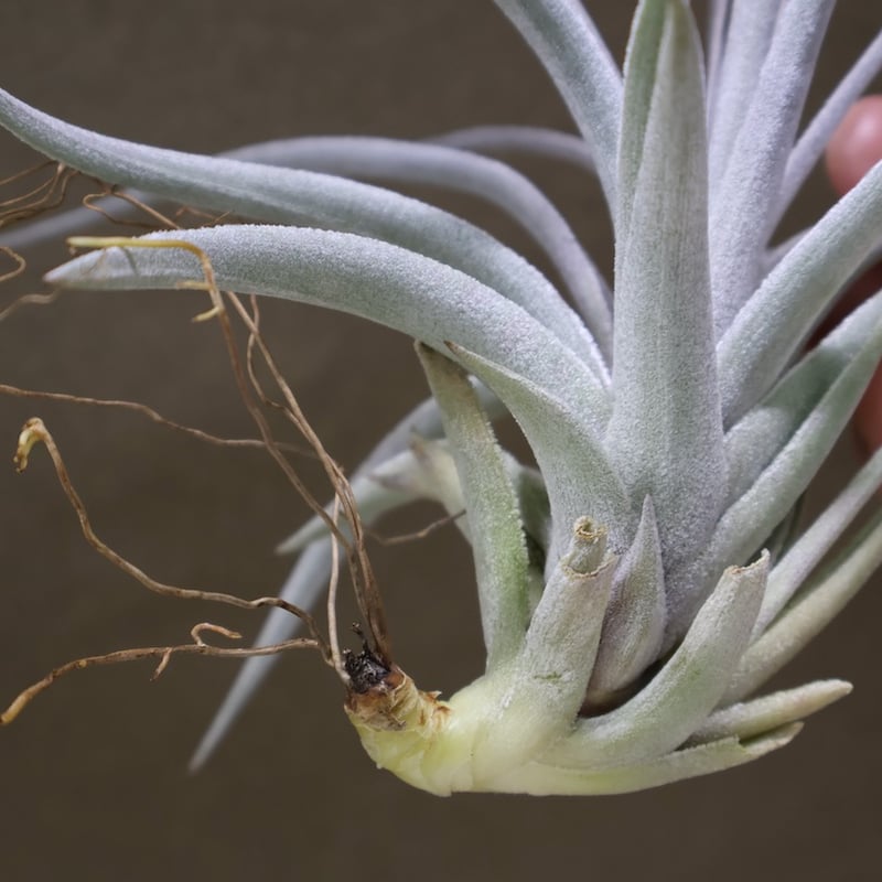 レクルビフォリア × ガルドネリ 12号 | air-plants TENGU-DO