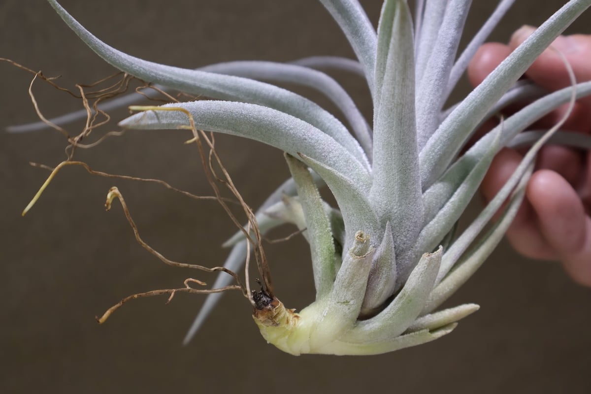 レクルビフォリア × ガルドネリ 12号 | air-plants TENGU-DO