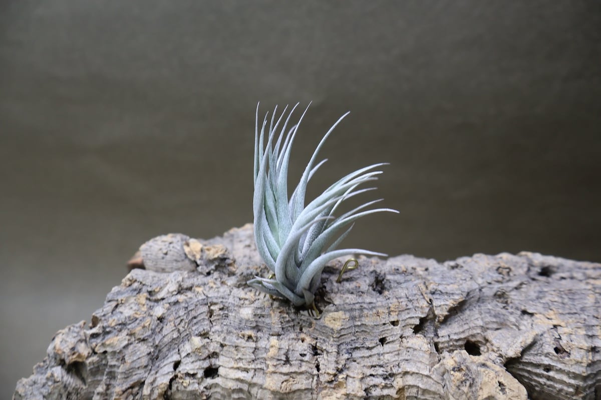 カルミネア 21号 | air-plants TENGU-DO