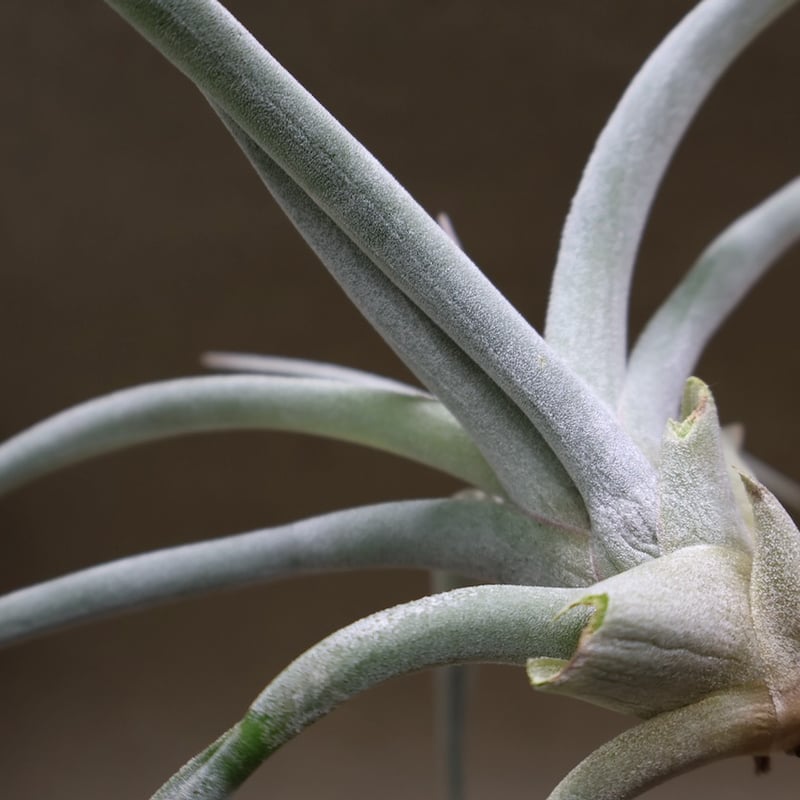 キセログラフィカ × チアペンシス 09号 | air-plants TENGU-DO