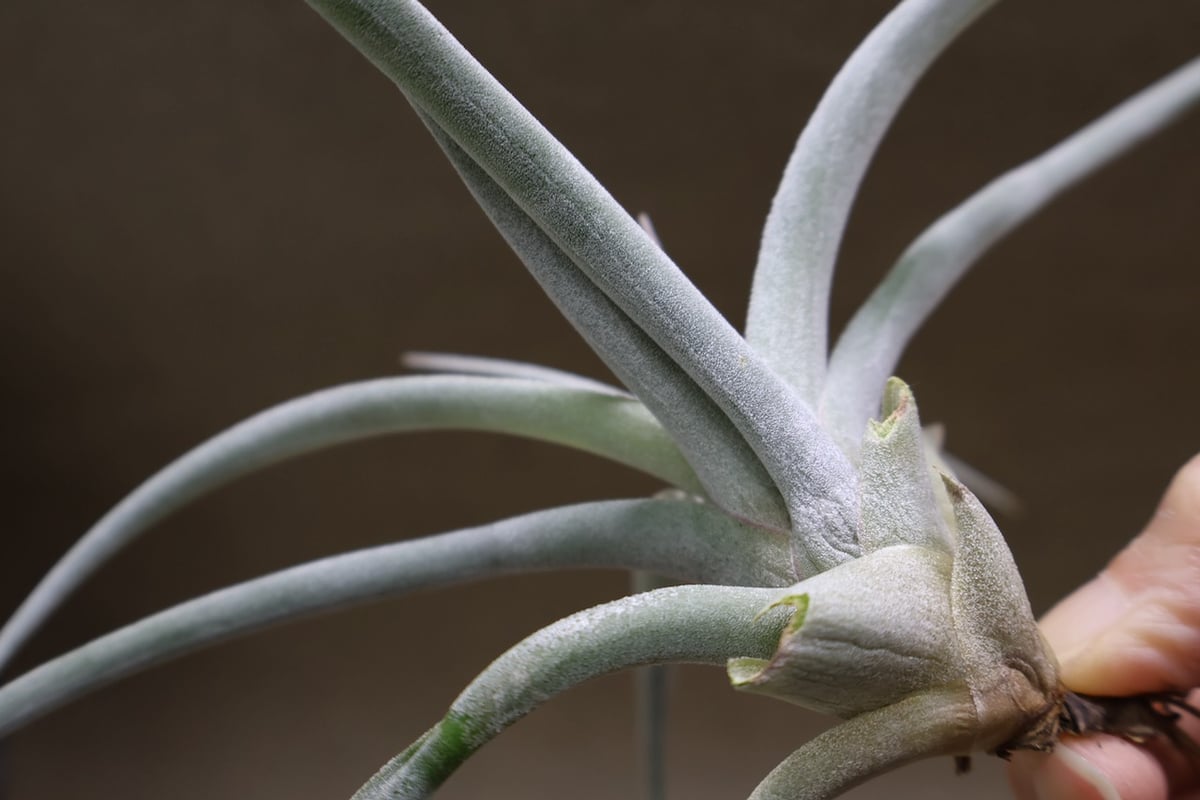 キセログラフィカ × チアペンシス 09号 | air-plants TENGU-DO