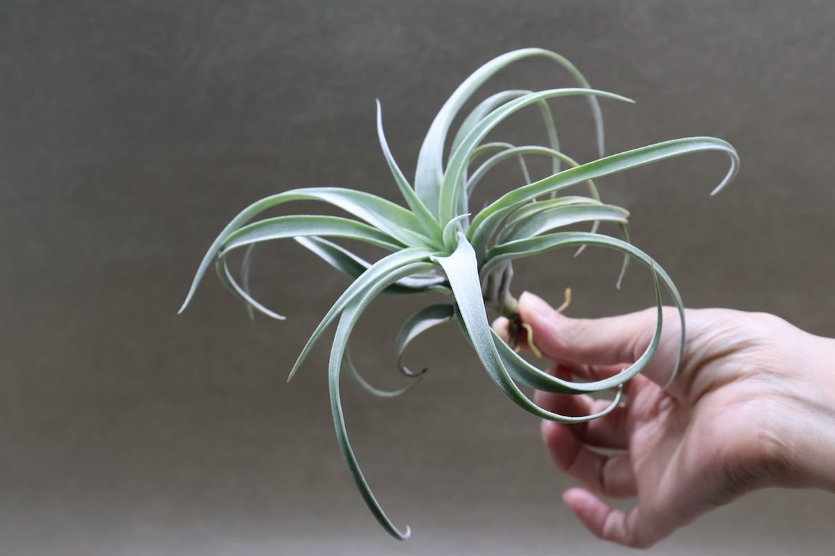 超希少❗️交配種❗️チランジア　メアリーZ チアペンシス×ローランドゴッセリーニ✨ メアリーZ （ チアペンシス × ローランドゴッセリニー ）03号 | air