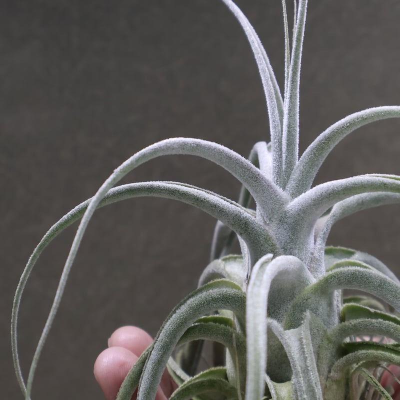 エーレルシアナ 36号 | air-plants TENGU-DO