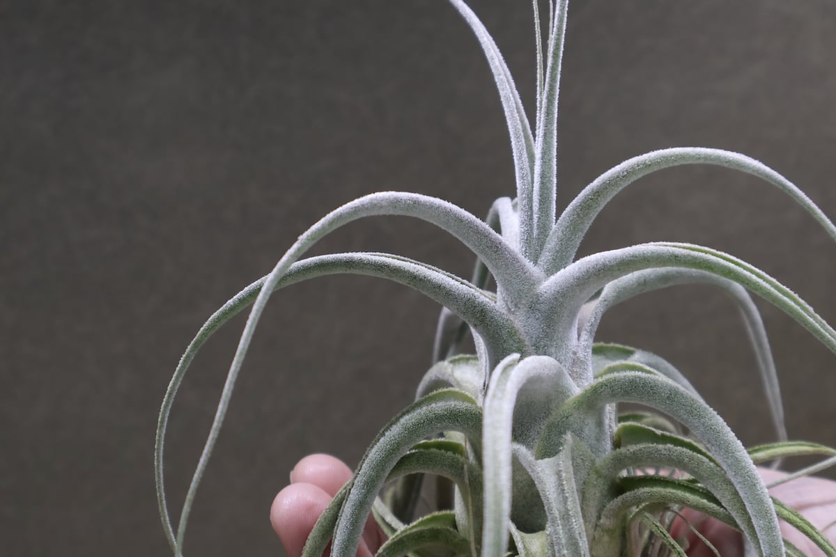 チランジア　Oregon x エーレルシアナ Yahoo!オークション - Tillandsia 'Oregon' x ehlersiana