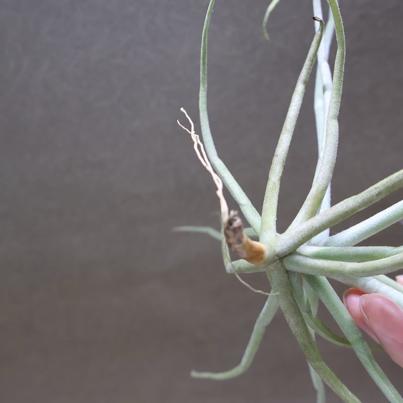 ストレプトカルパ 04号 | air-plants TENGU-DO