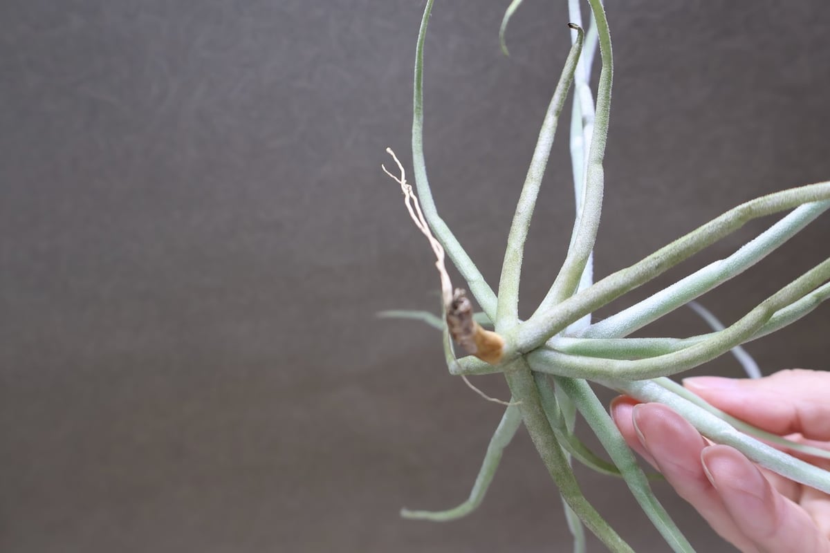 ストレプトカルパ 04号 | air-plants TENGU-DO