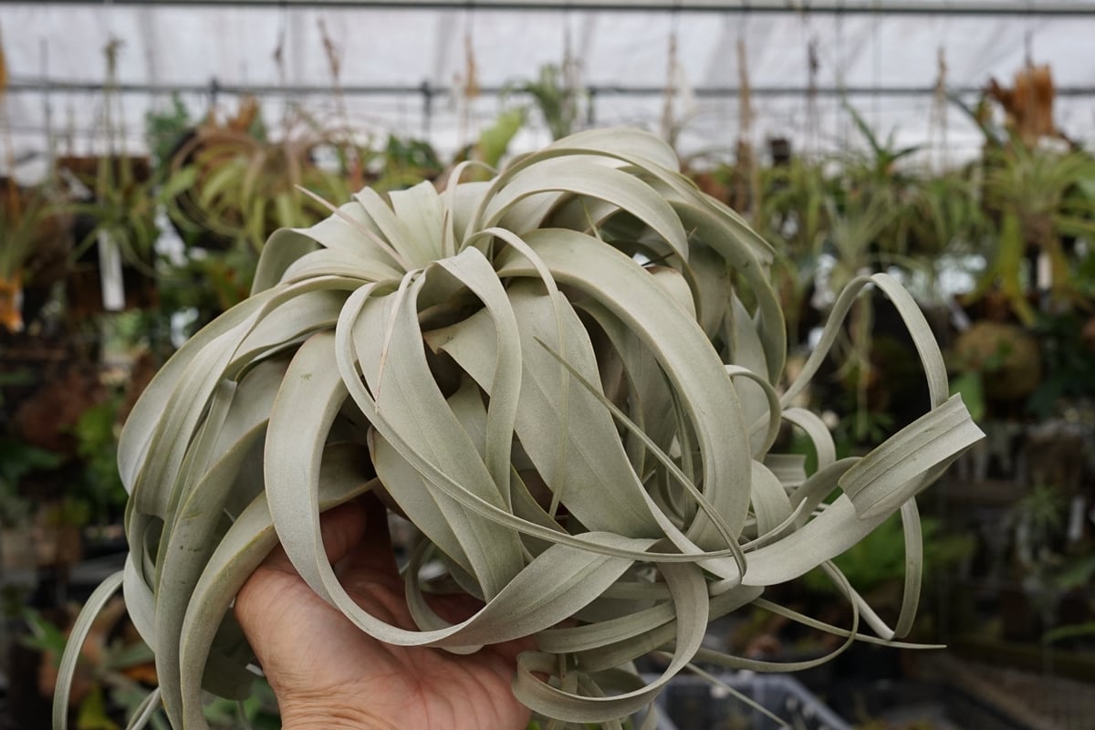 スタッフ特選】キセログラフィカ XLサイズ Z号 | air-plants TENGU-DO