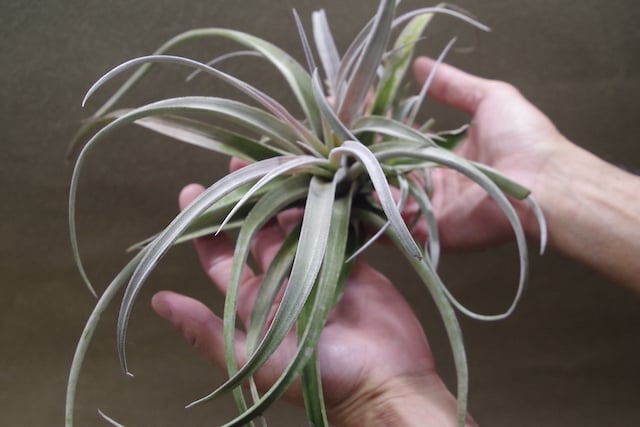 チアペンシス Lサイズ 09号 | air-plants TENGU-DO