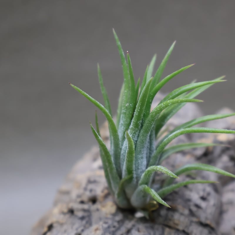 イオナンタ トールベルベット 05号 | air-plants TENGU-DO