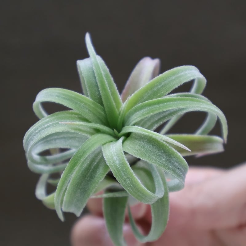 イオナンタ カーリーリーフ × ストレプトフィラ 03号 | air-plants