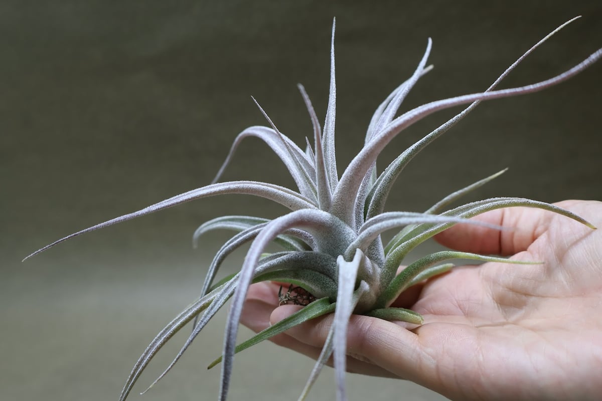 チアペンシス × エーレルシアナ 05号 | air-plants TENGU-DO
