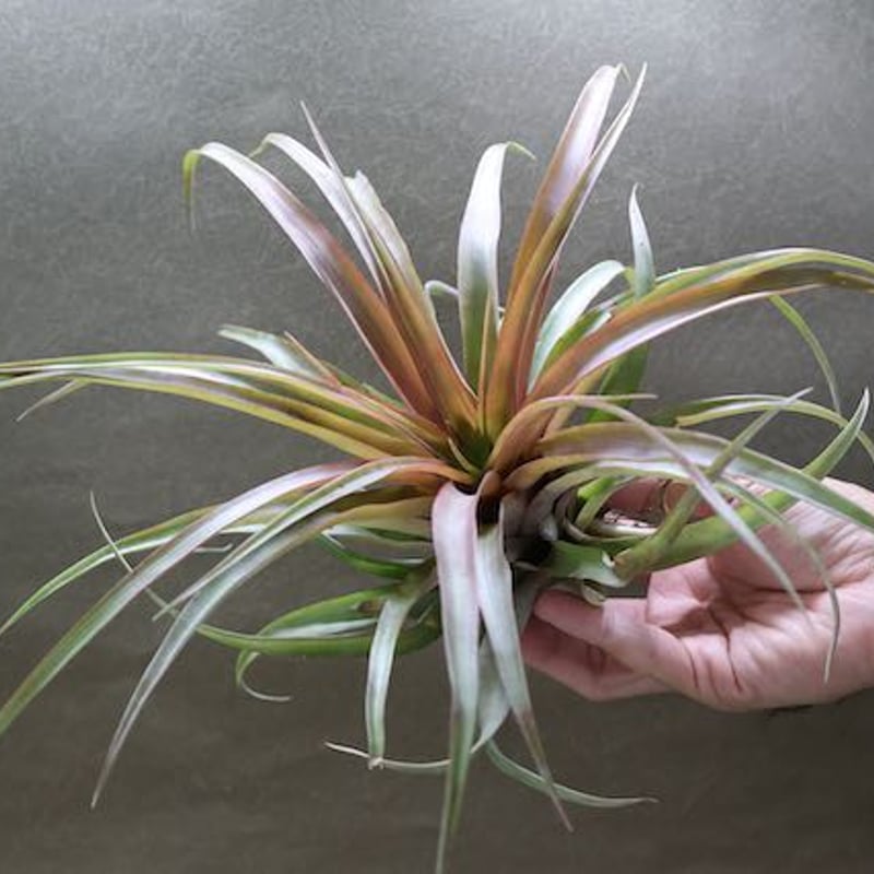 カピタータ レッド Lサイズ 02号 | air-plants TENGU-DO