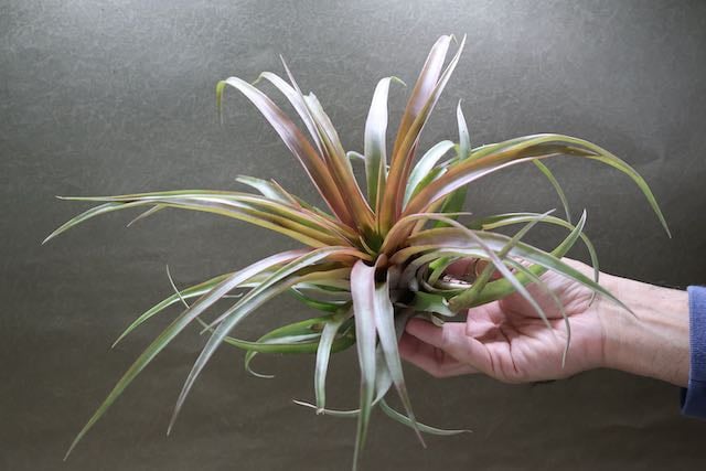 カピタータ レッド Lサイズ 02号 | air-plants TENGU-DO