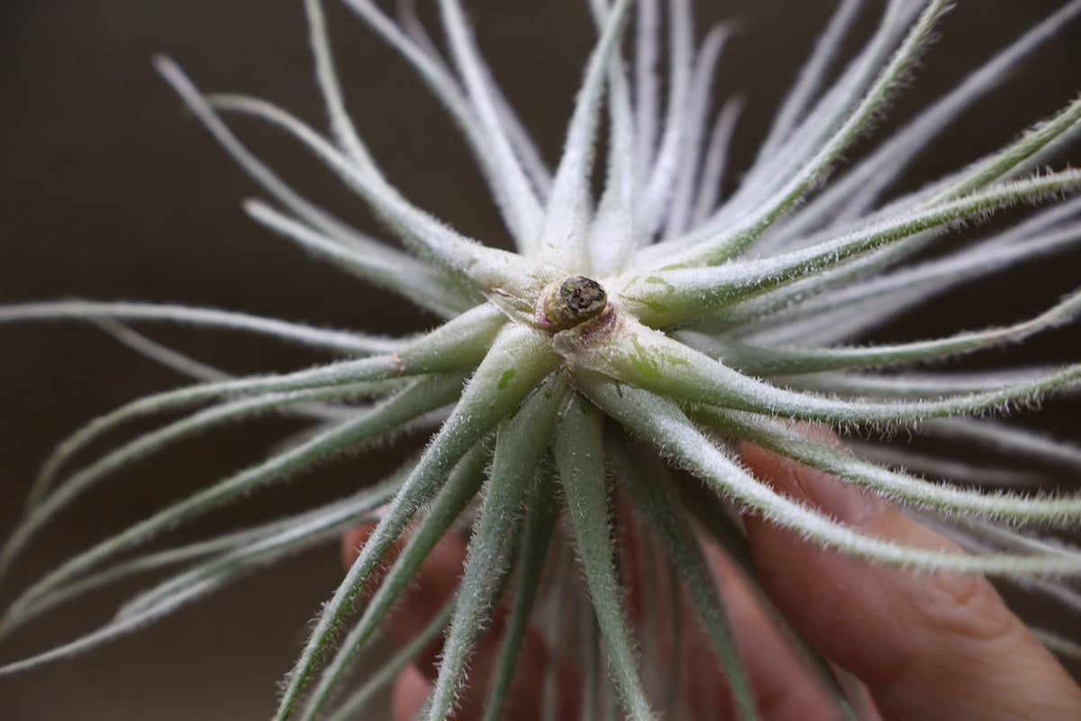 テクトラム Lサイズ19号 | air-plants TENGU-DO