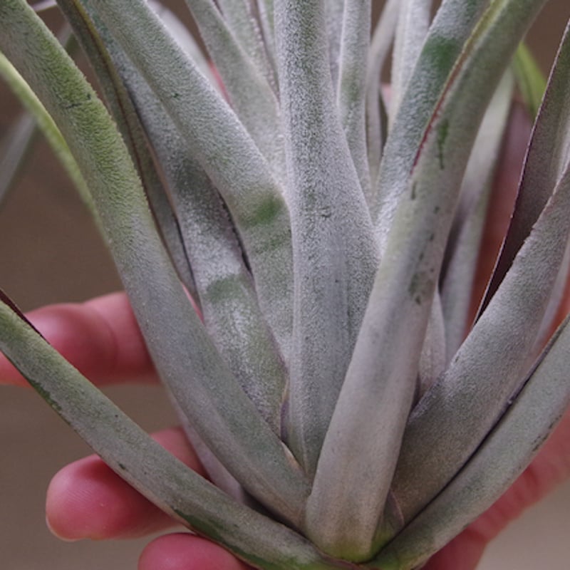 クラーケン 01号 | air-plants TENGU-DO