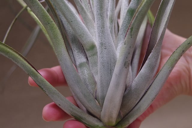 チランジア　Kraken 子株つき 異形のカーリースリム【ティランジア・クラーケン】Tillandsia