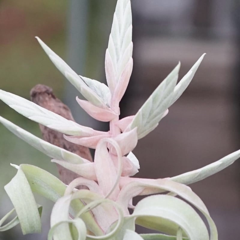 スタッフ特選】ストレプトフィラ Lサイズ 花芽付きB号 | air-plants