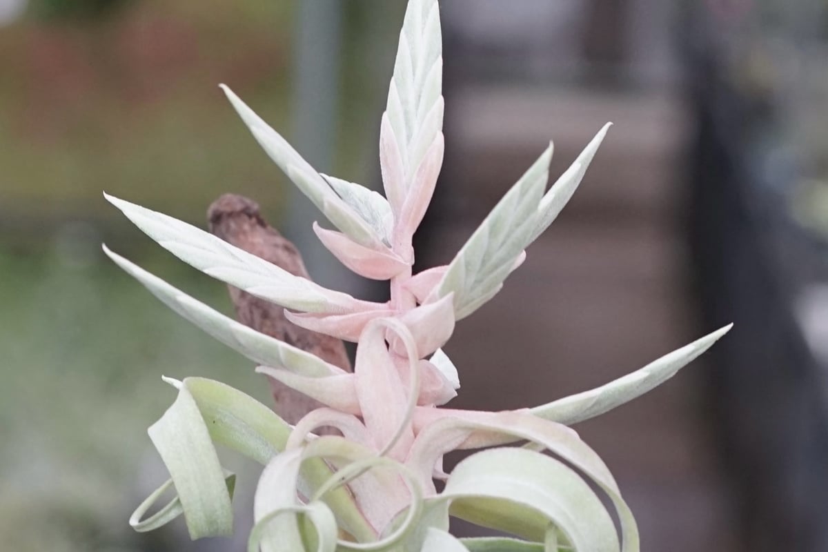 スタッフ特選】ストレプトフィラ Lサイズ 花芽付きB号 | air-plants