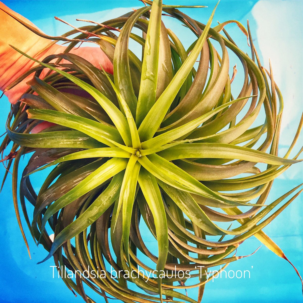超希少❗️チランジア　ブラキカウロス　タイフーン✨ エアープランツ天狗堂の風雲児【ティランジア・ブラキカウロス