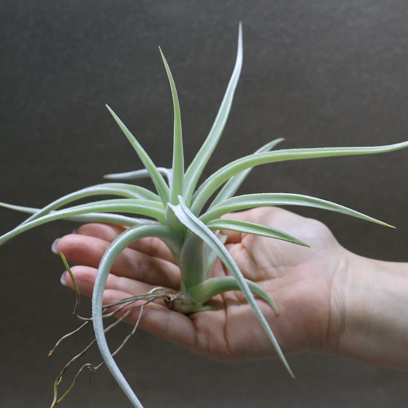 ロッテアエ 13号 | air-plants TENGU-DO