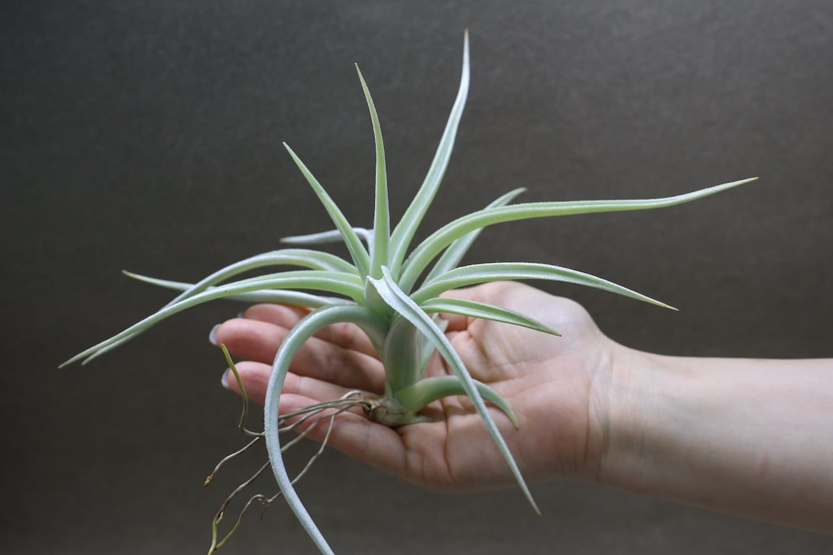 ロッテアエ 13号 | air-plants TENGU-DO