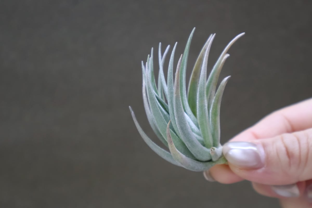 カルミネア 18号 | air-plants TENGU-DO