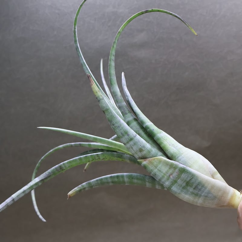 フレクスオーサ ツイスティッドフォーム 32号 | air-plants TENGU-DO